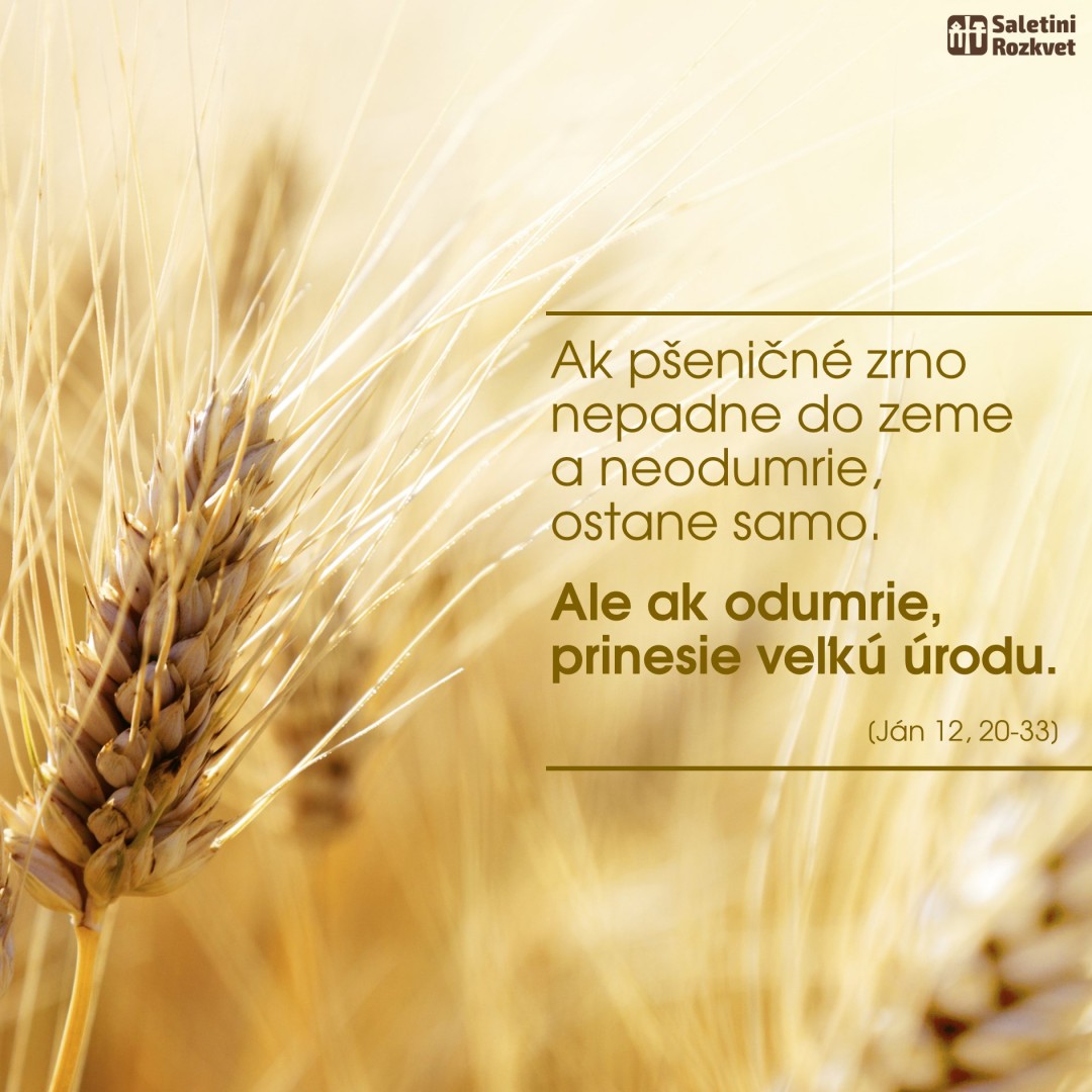Ak pšeničné zrno padne do zeme a odumrie, prinesie veľkú úrodu.